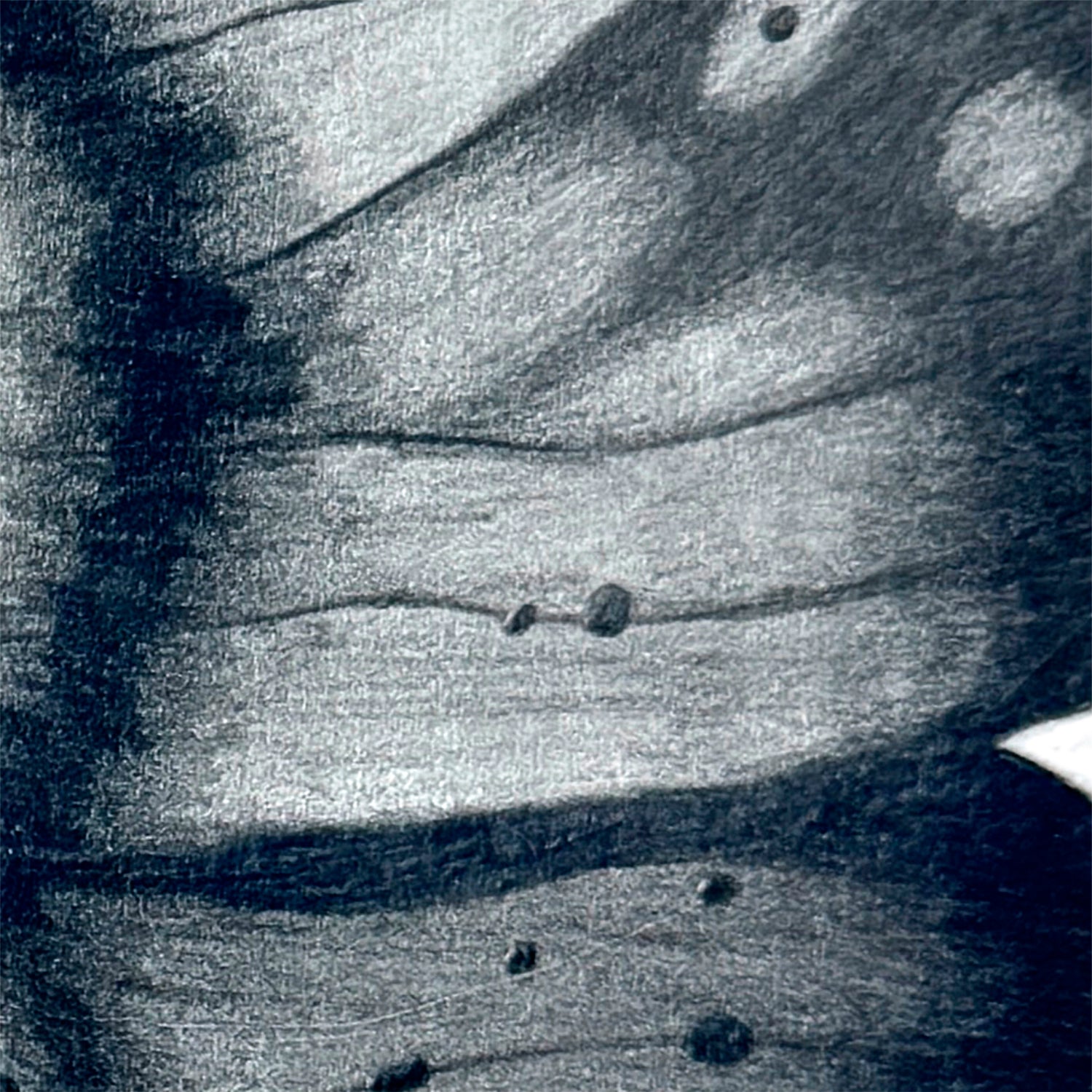 Closeup of blending for 'Mythical Butterfly' Original Graphite Pencil Drawing by Bridget Bradley. learn more about this fine art.