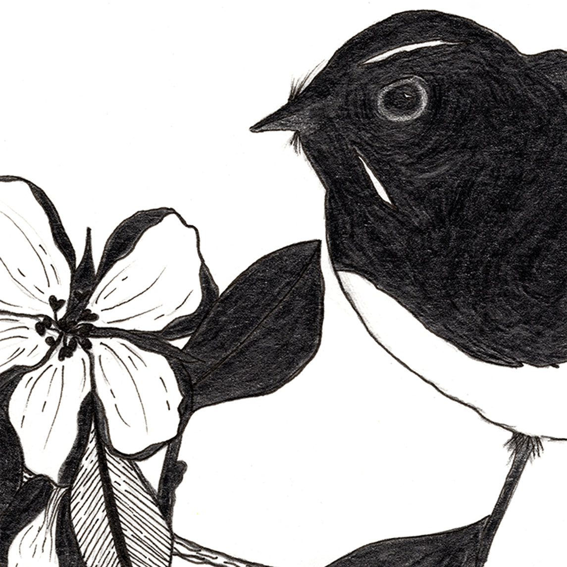 Closeup section of 'Willie Wagtail and Magnolias' original Graphite Pencil Art by Bridget Bradley. Click for more details.
