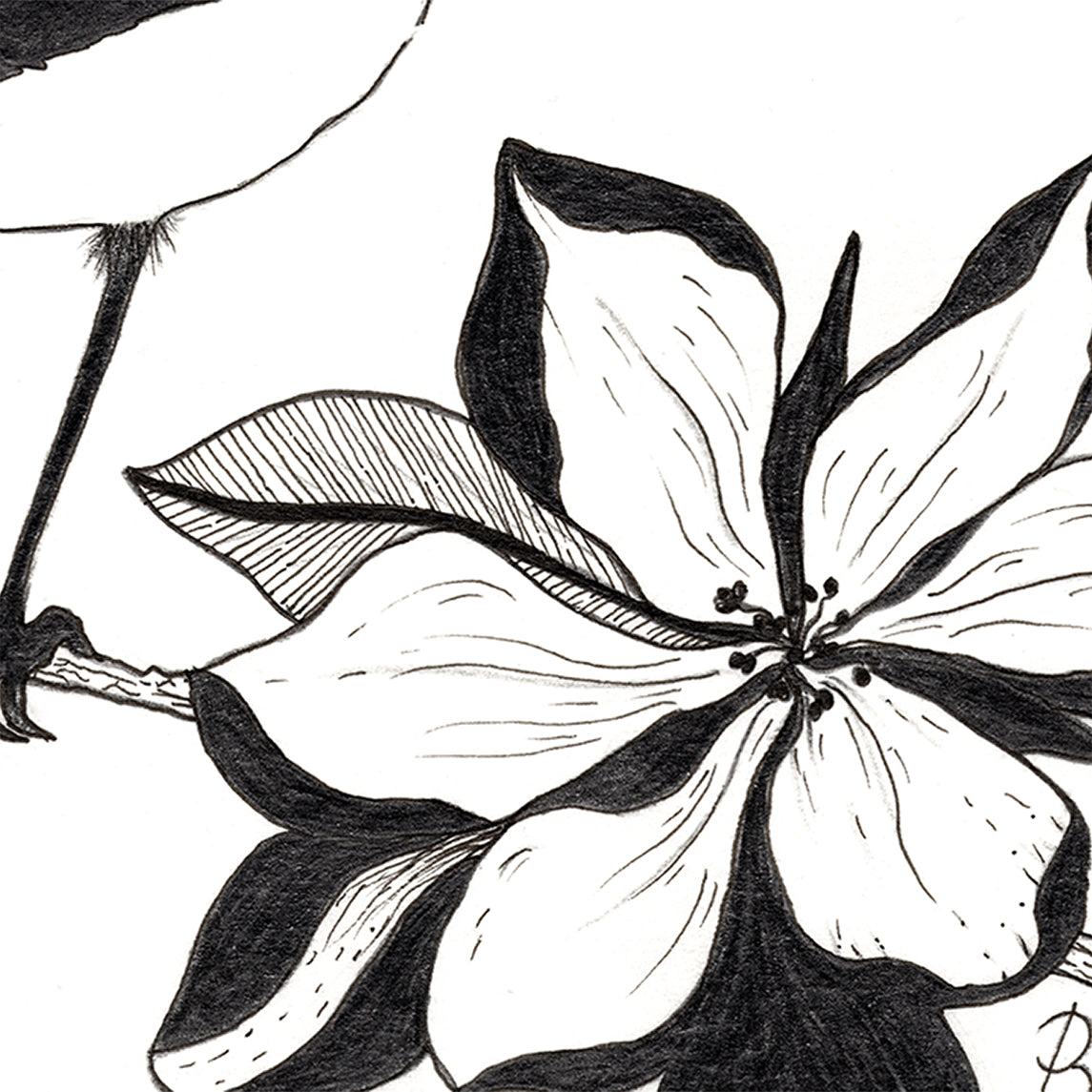 Snapshot from the original fine graphite pencil drawing by Bridget Bradley, 'Willie Wagtail and Magnolias'. Discover more details now.