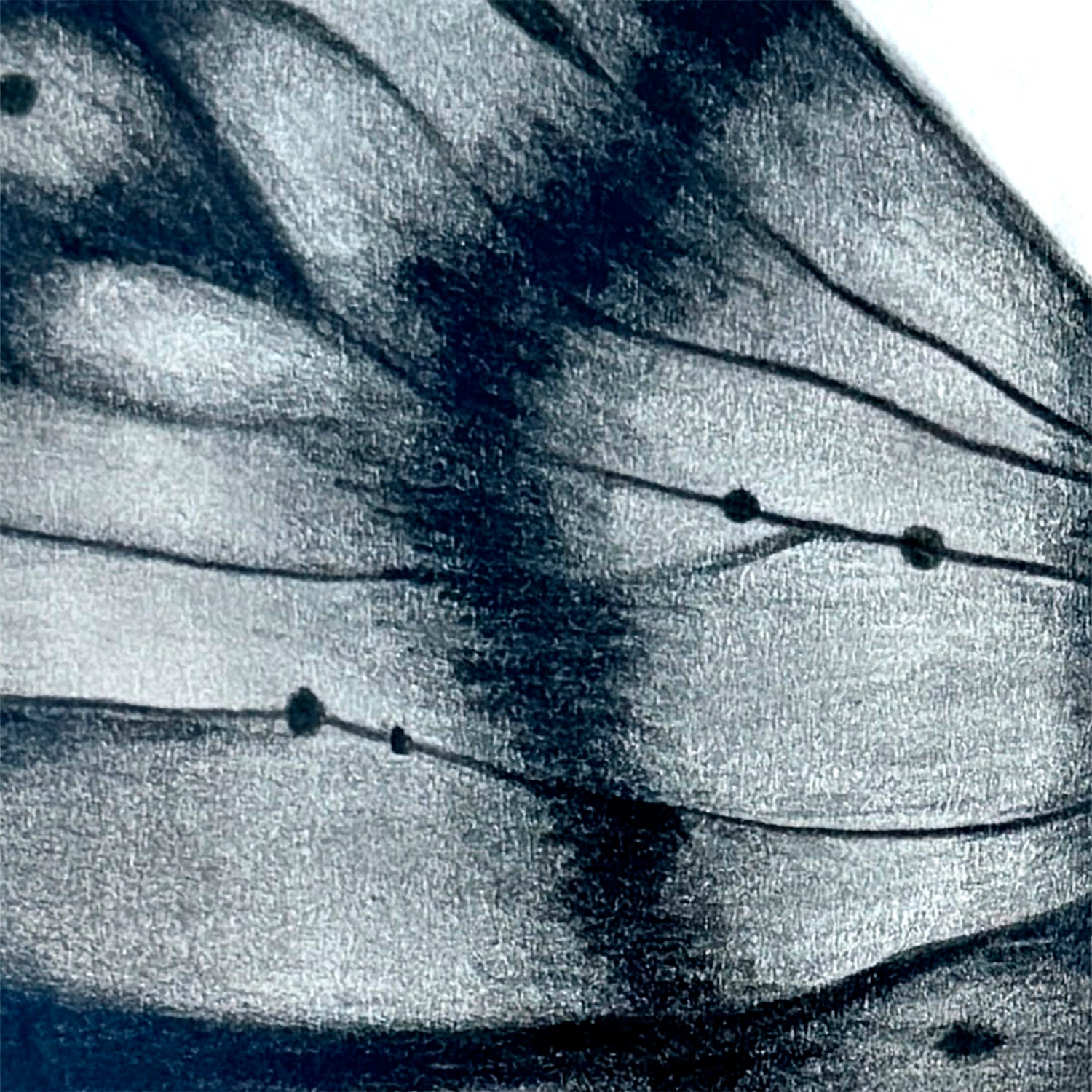 Closeup of butterfly wing details from 'Mythical Butterfly' graphite pencil art by Bridget Bradley. Learn more about this beautiful fine art drawing.