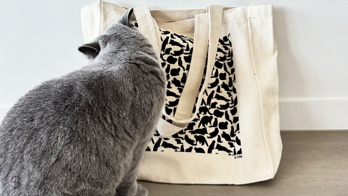 British Blue Cat checks out the ©CINI 100% Cotton Canvas Tote  Bag with cat illustration. British Blue Approved . Collab Bridget BradleyxDesignō Studio Co
