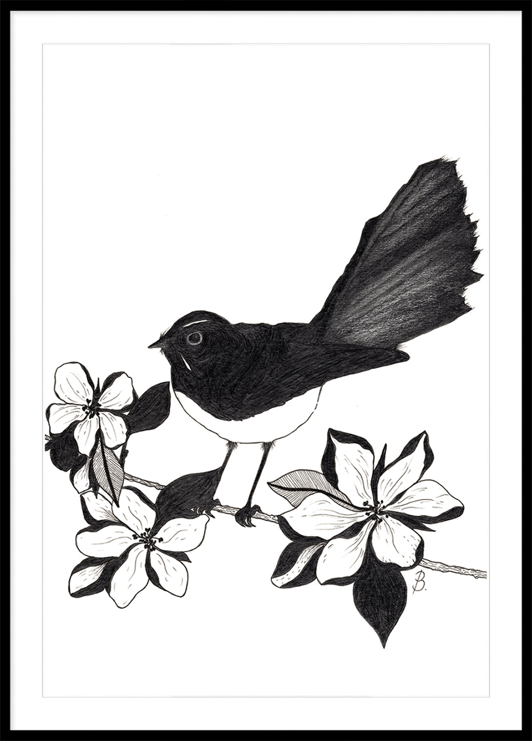'Willie Wagtail and Magnolias' Graphite Pencil Drawing by Bridget Bradley, seen iin framed in black Tasmanian oak frame with white mat.  Sold unframed. Find out more